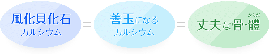 風化貝化石カルシウム＝善玉カルシウム＝丈夫な體